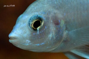 Labidochromis chisumulae